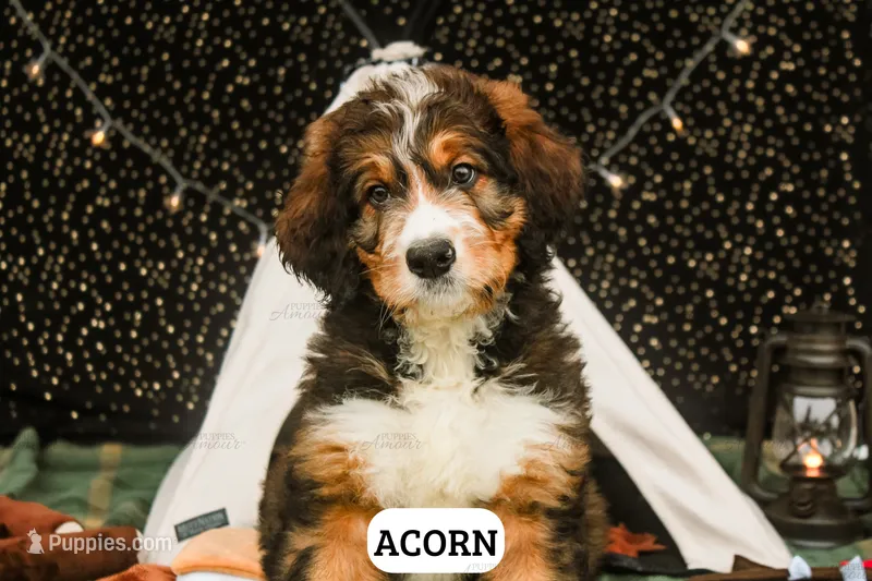 Acorn – Bernedoodle puppy for sale in Lima, OH