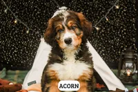 Acorn, a male Bernedoodle for sale in Lima, OH – 1 of 5