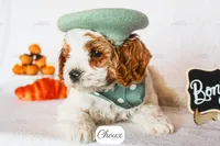 Choux, a male Cavapoo for sale in Lima, OH – 3 of 9