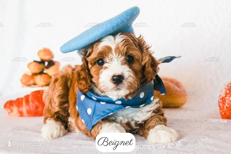 Beignet – Cavapoo puppy for sale in Lima, OH