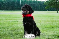 Glacier, a male Bernedoodle for sale in Lima, OH – 7 of 10