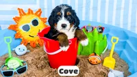 Cove, a male Bernedoodle for sale in Lima, OH – 2 of 2