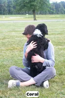 Coral, a female Bernedoodle for sale in Lima, OH – 5 of 9