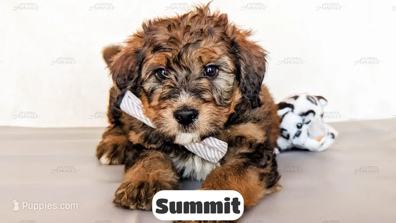 Summit – Bernedoodle puppy for sale in Lima, OH