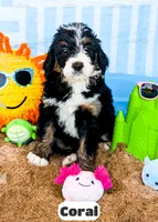 Coral, a female Bernedoodle for sale in Lima, OH – 7 of 9