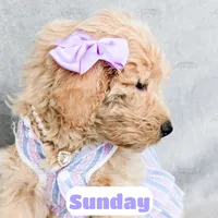 Sunday, a female English Goldendoodle for sale in Lima, OH – Photo 3 of 9