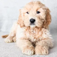 Sunday, a female English Goldendoodle for sale in Lima, OH – Photo 7 of 9