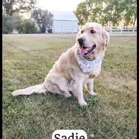 Sunday, a female English Goldendoodle for sale in Lima, OH – Photo 8 of 9