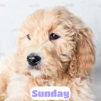 Sunday, a female English Goldendoodle for sale in Lima, OH – Photo 6 of 9