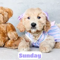 Sunday, a female English Goldendoodle for sale in Lima, OH – Photo 1 of 9