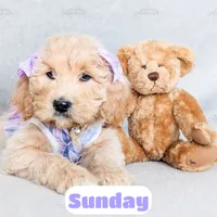 Sunday, a female English Goldendoodle for sale in Lima, OH – Photo 2 of 9