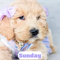 Sunday, a female English Goldendoodle for sale in Lima, OH – Photo 4 of 9