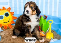 Wade, a male Bernedoodle for sale in Lima, OH – 5 of 10
