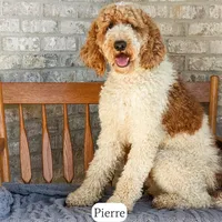 Saturday, a male English Goldendoodle for sale in Lima, OH – Photo 9 of 9