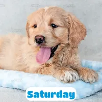 Saturday, a male English Goldendoodle for sale in Lima, OH – Photo 6 of 9