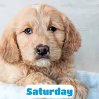 Saturday, a male English Goldendoodle for sale in Lima, OH – Photo 7 of 9