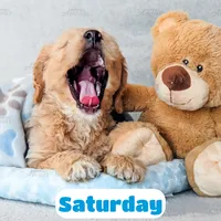 Saturday, a male English Goldendoodle for sale in Lima, OH – Photo 4 of 9