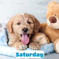 Saturday, a male English Goldendoodle for sale in Lima, OH – Photo 1 of 9