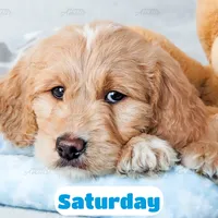 Saturday, a male English Goldendoodle for sale in Lima, OH – Photo 3 of 9