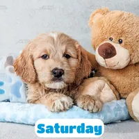 Saturday, a male English Goldendoodle for sale in Lima, OH – Photo 5 of 9