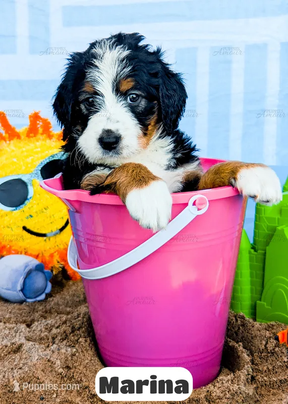 Marina – Bernedoodle puppy for sale in Lima, OH