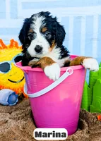 Marina, a female Bernedoodle for sale in Lima, OH – 1 of 2