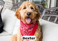 Dexter, a male Goldendoodle for sale in Lima, OH – Photo 5 of 6