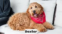 Dexter, a male Goldendoodle for sale in Lima, OH – Photo 3 of 6