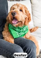 Dexter, a male Goldendoodle for sale in Lima, OH – Photo 2 of 6