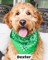 Dexter, a male Goldendoodle for sale in Lima, OH – Photo 4 of 6