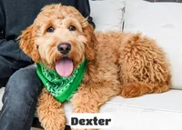 Dexter, a male Goldendoodle for sale in Lima, OH – Photo 6 of 6