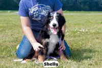 Shelly, a female Bernedoodle for sale in Lima, OH – 4 of 10