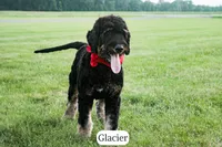 Glacier, a male Bernedoodle for sale in Lima, OH – 8 of 10