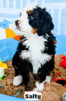 Salty, a male Bernedoodle for sale in Lima, OH – 2 of 2