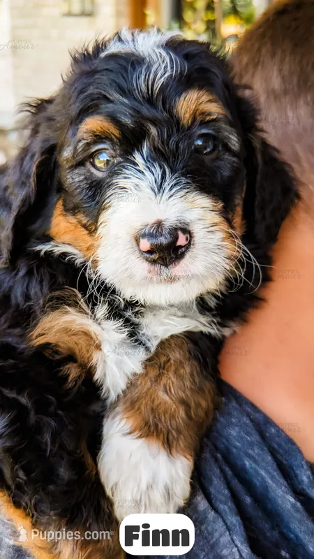 Finn – Bernedoodle puppy for sale in Lima, OH