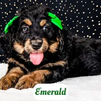 Emerald, a female Bernedoodle for sale in Lima, OH – Photo 1 of 9