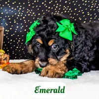 Emerald, a female Bernedoodle for sale in Lima, OH – Photo 3 of 9