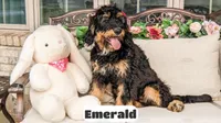 Emmy, a female Bernedoodle for sale in Lima, OH – Photo 2 of 8