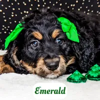 Emerald, a female Bernedoodle for sale in Lima, OH – Photo 6 of 9