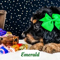 Emerald, a female Bernedoodle for sale in Lima, OH – Photo 5 of 9