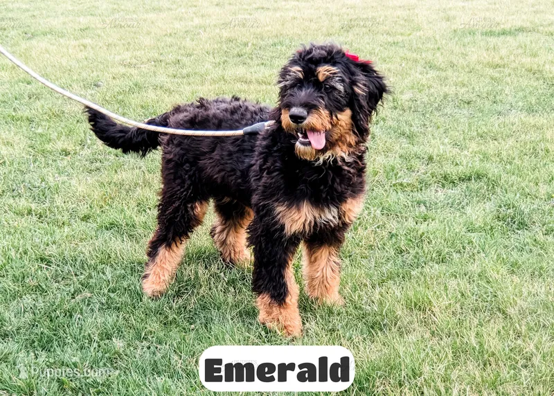 Emmy – Bernedoodle puppy for sale in Lima, OH