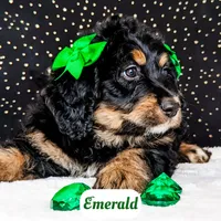 Emerald, a female Bernedoodle for sale in Lima, OH – Photo 7 of 9