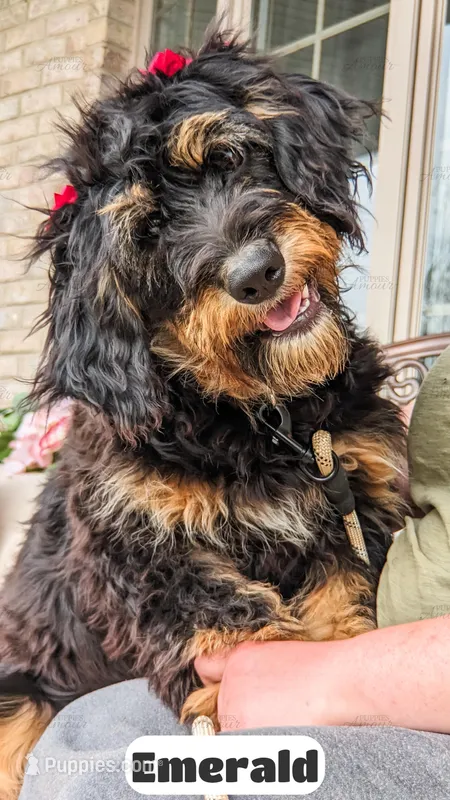 Emmy – Bernedoodle puppy for sale in Lima, OH