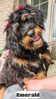 Emmy, a female Bernedoodle for sale in Lima, OH – Photo 1 of 8