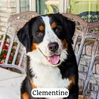 Emerald, a female Bernedoodle for sale in Lima, OH – Photo 8 of 9