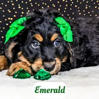 Emerald, a female Bernedoodle for sale in Lima, OH – Photo 4 of 9