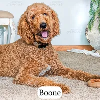 Emerald, a female Bernedoodle for sale in Lima, OH – Photo 9 of 9