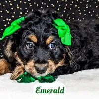 Emerald, a female Bernedoodle for sale in Lima, OH – Photo 2 of 9