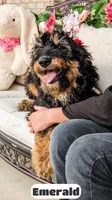 Emmy, a female Bernedoodle for sale in Lima, OH – Photo 3 of 8