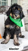 Glacier, a male Bernedoodle for sale in Lima, OH – 4 of 9